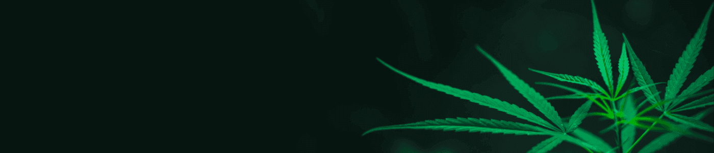 Cannabisblätter vor schwarzen Hintergrund